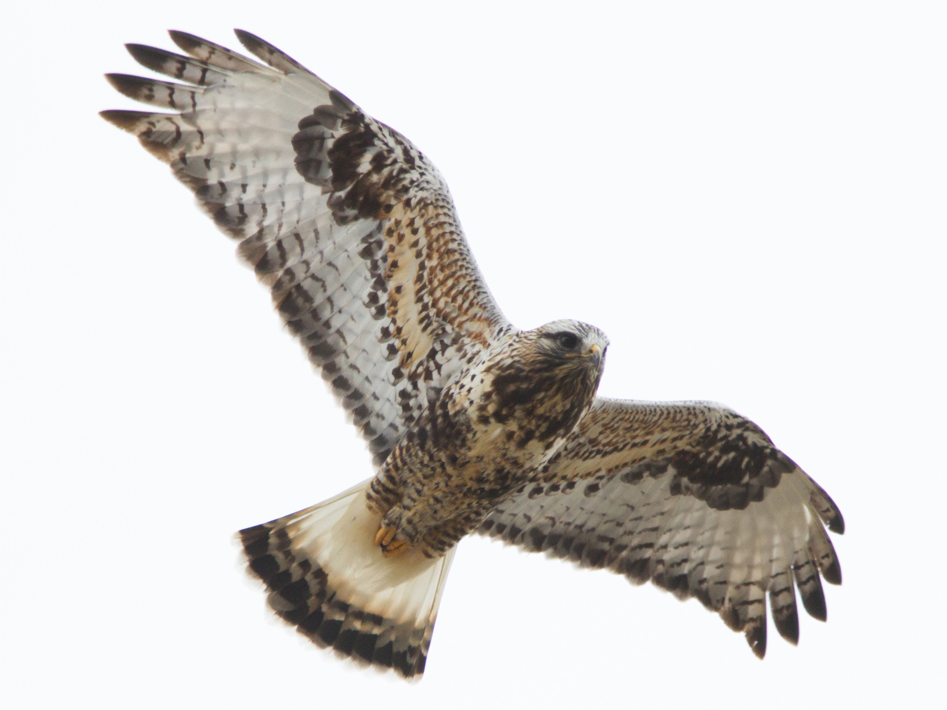 Rough-legged Hawk (U.S. National Park Service)
