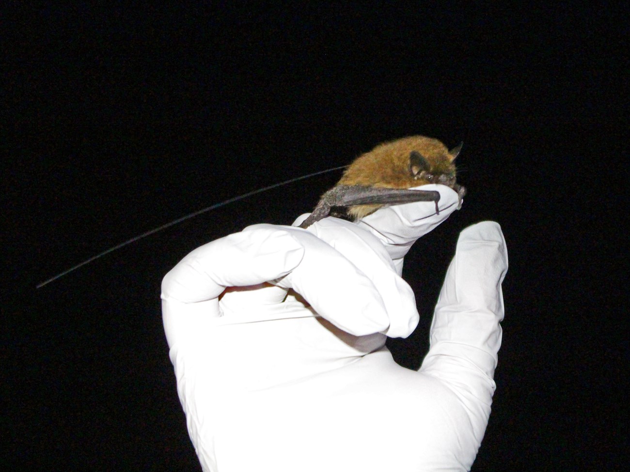 Bat with a temporary radio transmitter attached to its back.