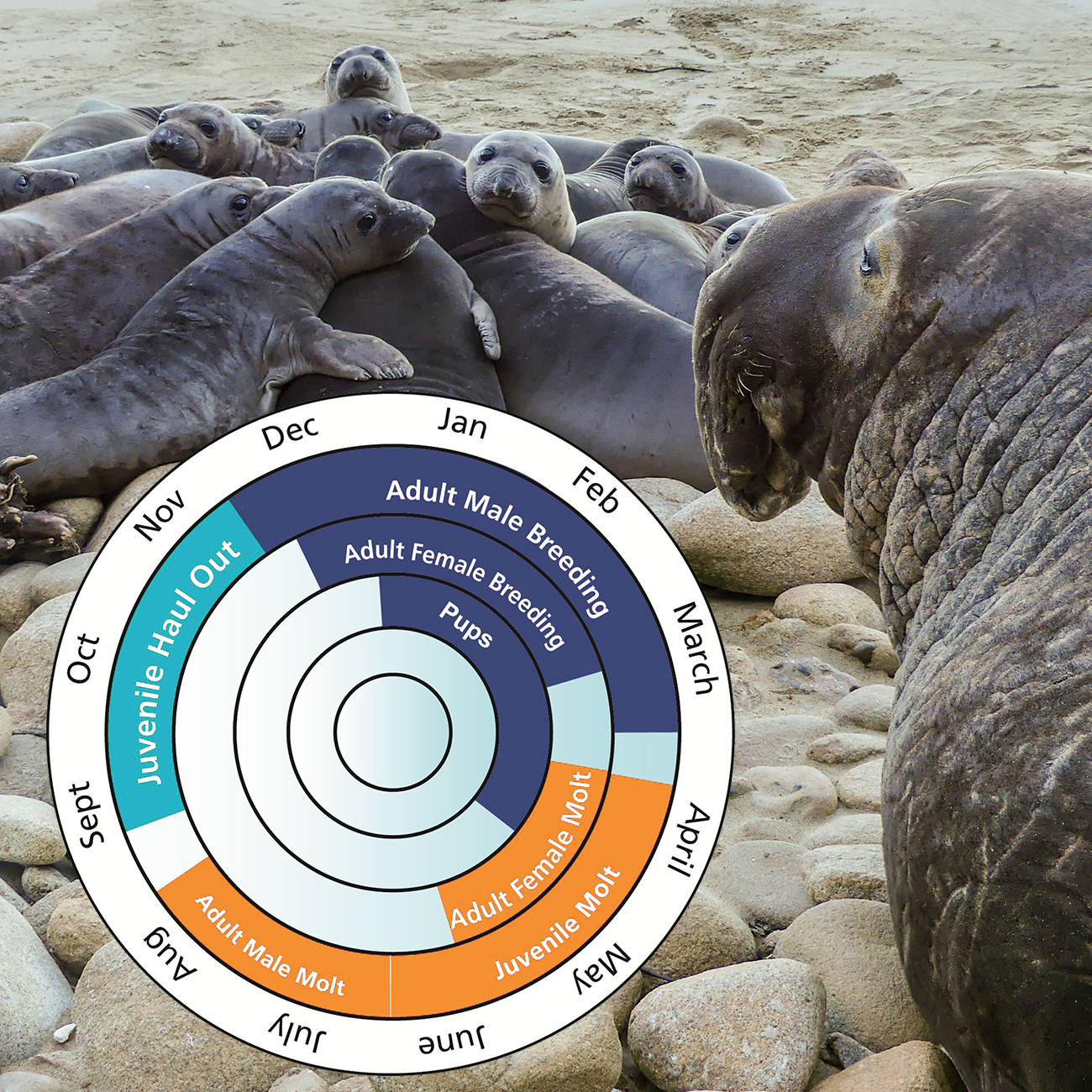 Annual Elephant Seal Cycle Large male elephant seal covered in scratches and scars watches a tight circle of over a dozen weanlings alongside the photographer. A circilar chart is overlaid in the lower left. See description if elephant seal timing below.