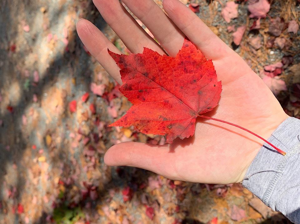 No, autumn leaves are not changing color later because of climate