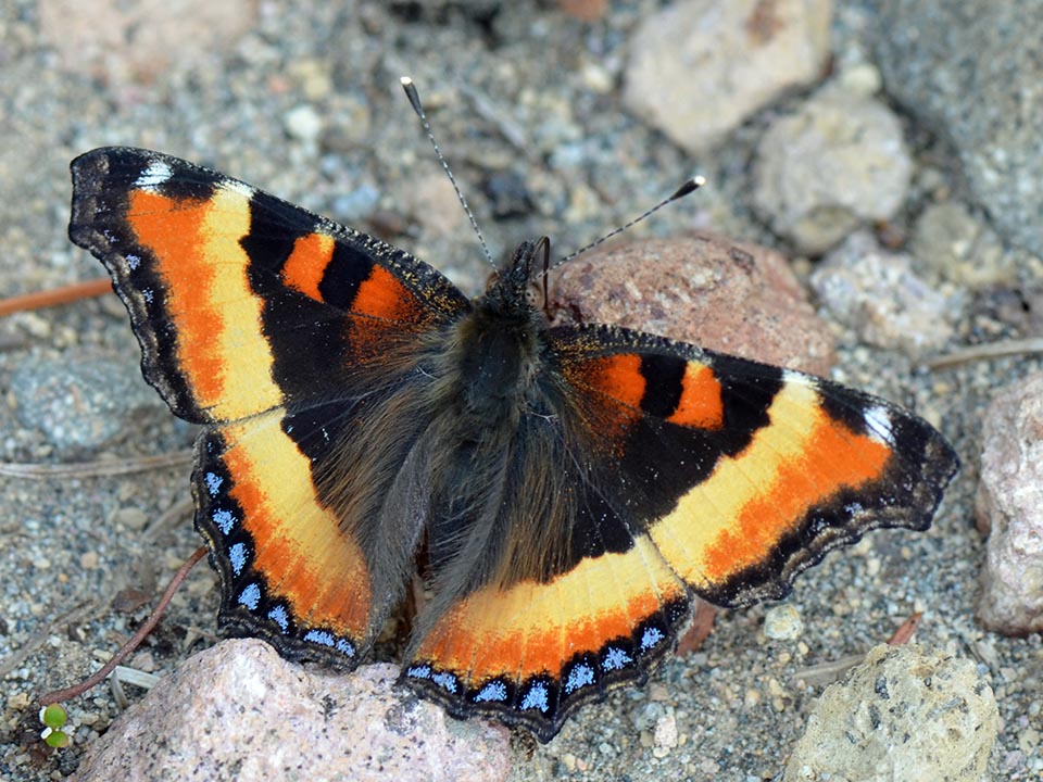 Butterflies of the North Coast & Cascades (U.S. National Park Service)