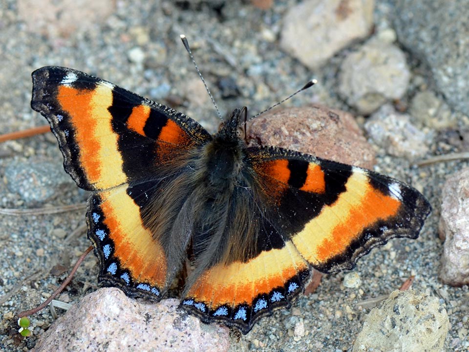 Dorsal view of a colorful Milbert's tortoiseshell butterfly