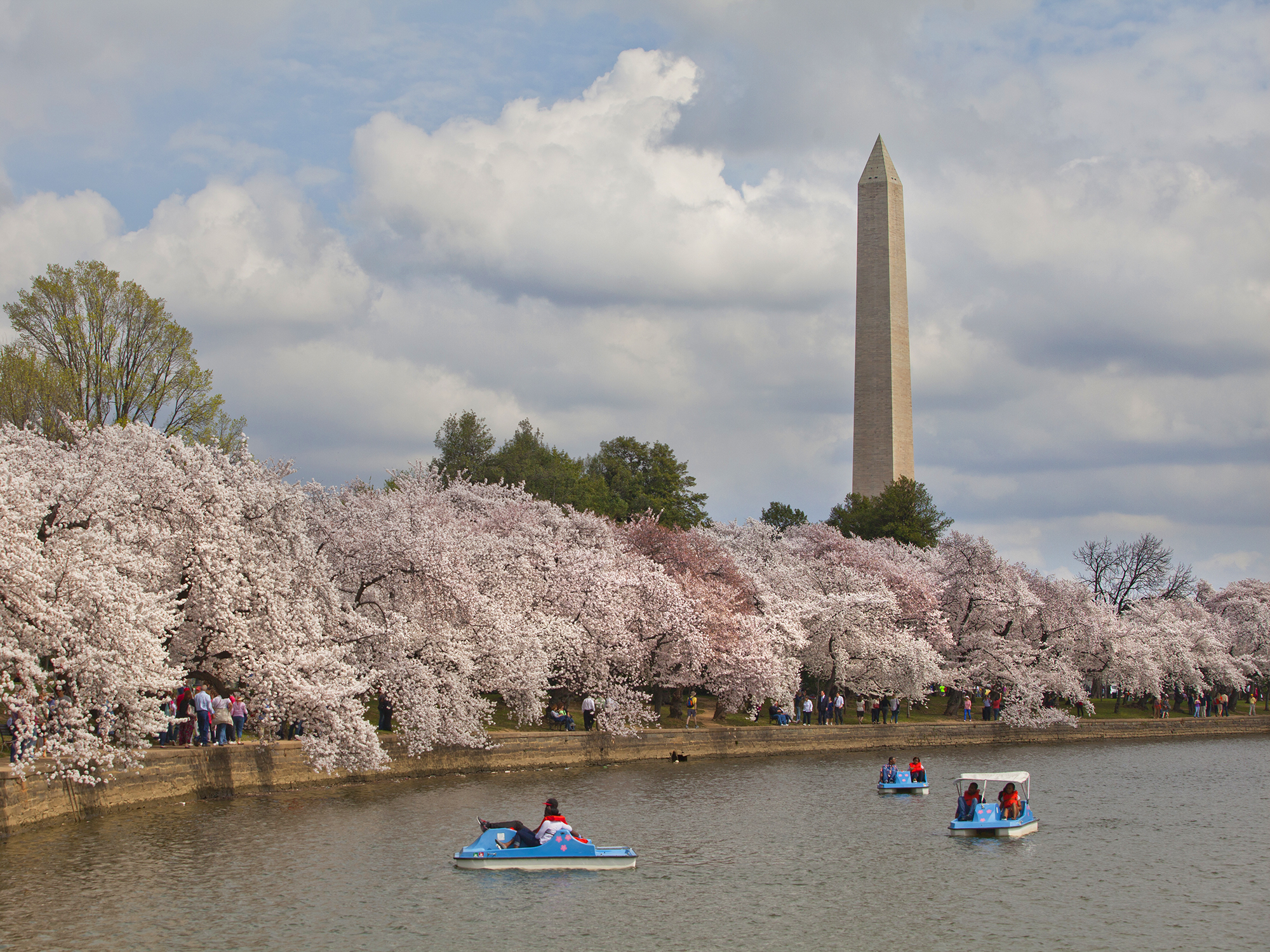 MLB Nationals 28 Lane Thomas 2022 Gray City Connect Cherry Blossom