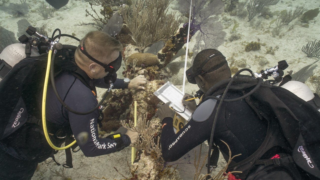 Two SCUBA divers looking at things underwater