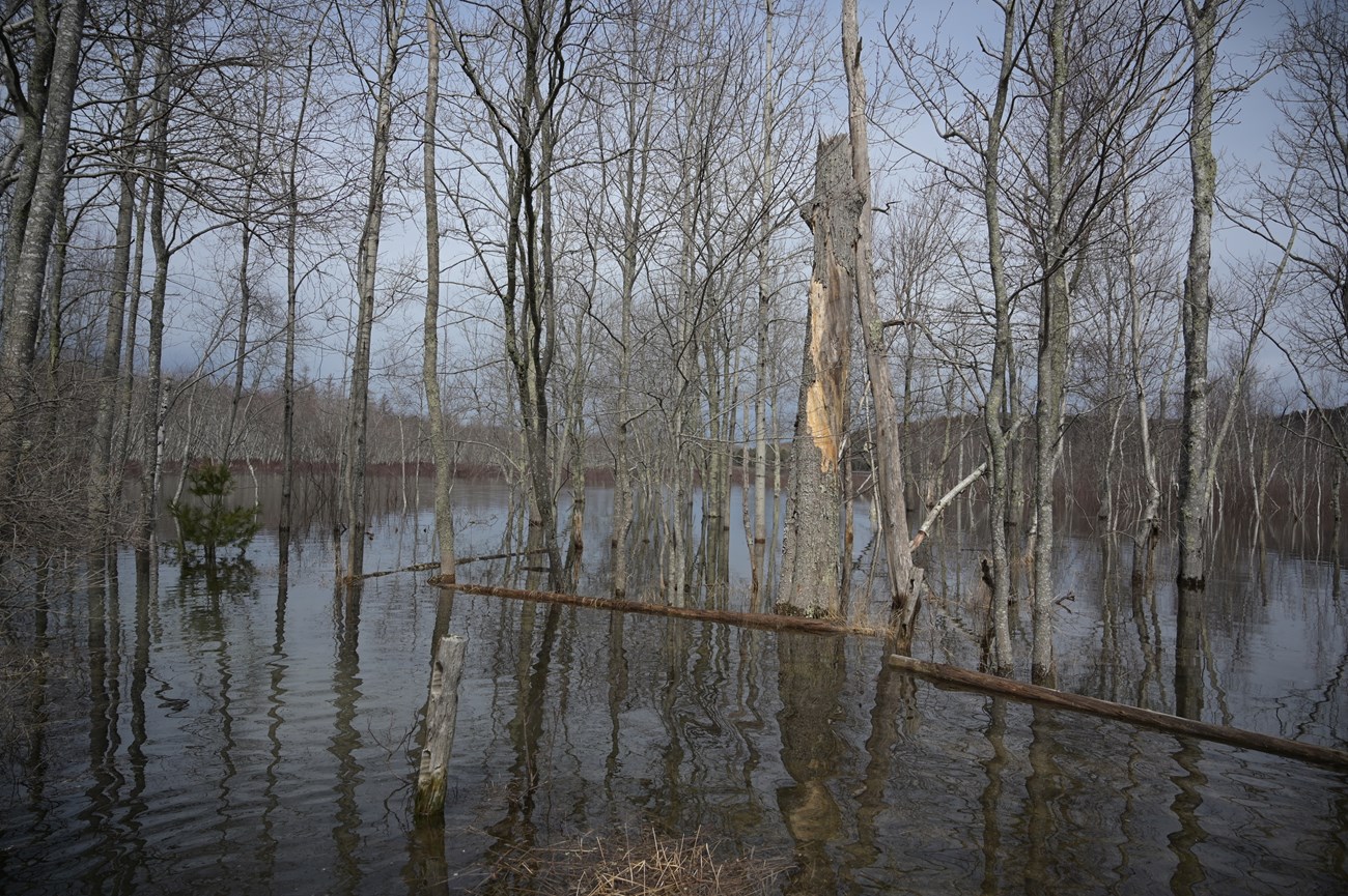 birch tree forest flooded by water