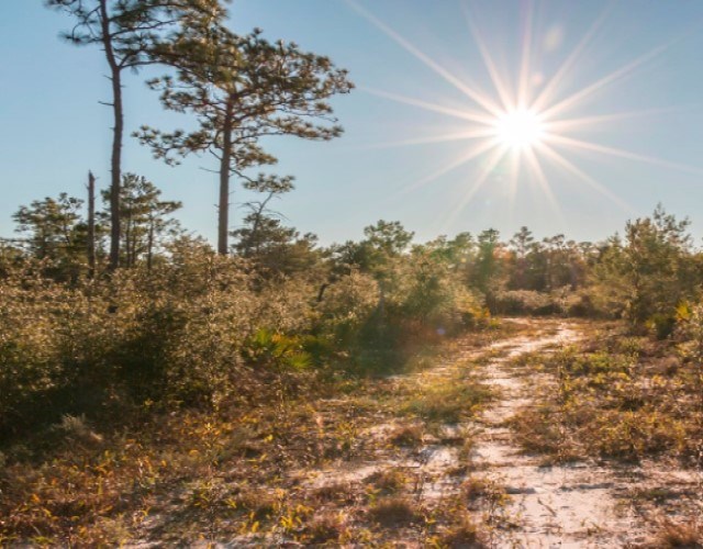 NavalLiveOaksTrail_Everitt A white sand trail cuts through green plants and trees. Bright sun in blue sky.