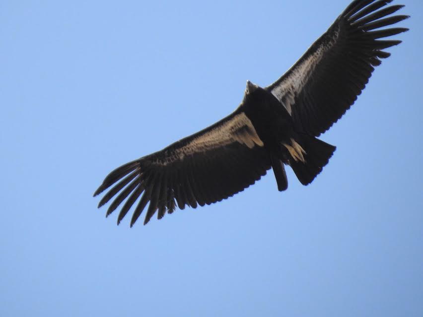 SW CA Condor Update - 2017-04 (April) (U.S. National Park Service)