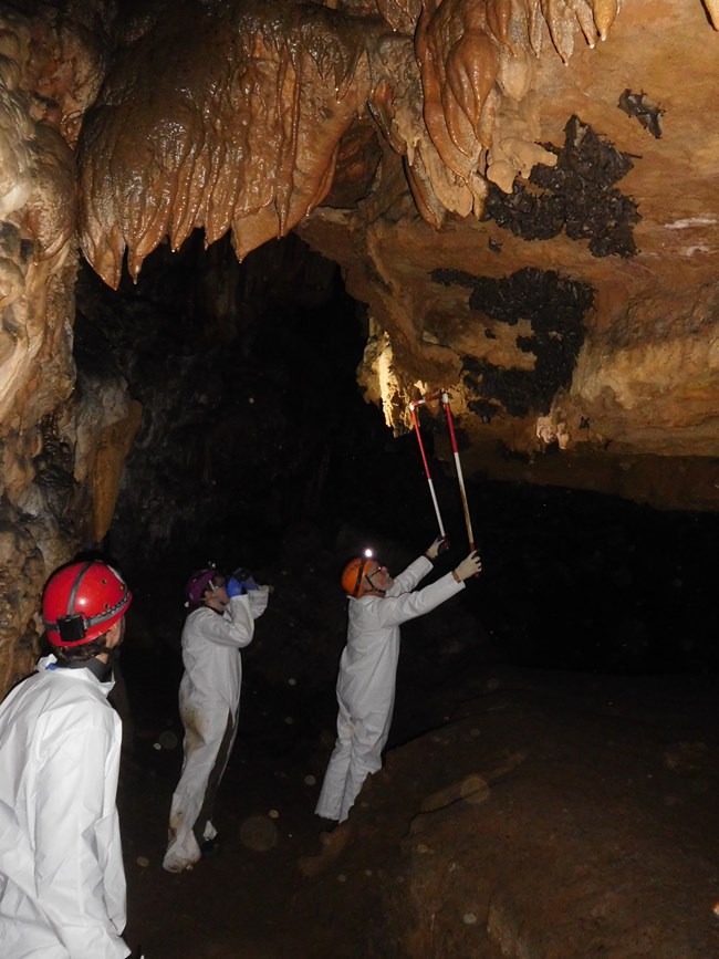 scientists in cave measuring bat colony on ceiling