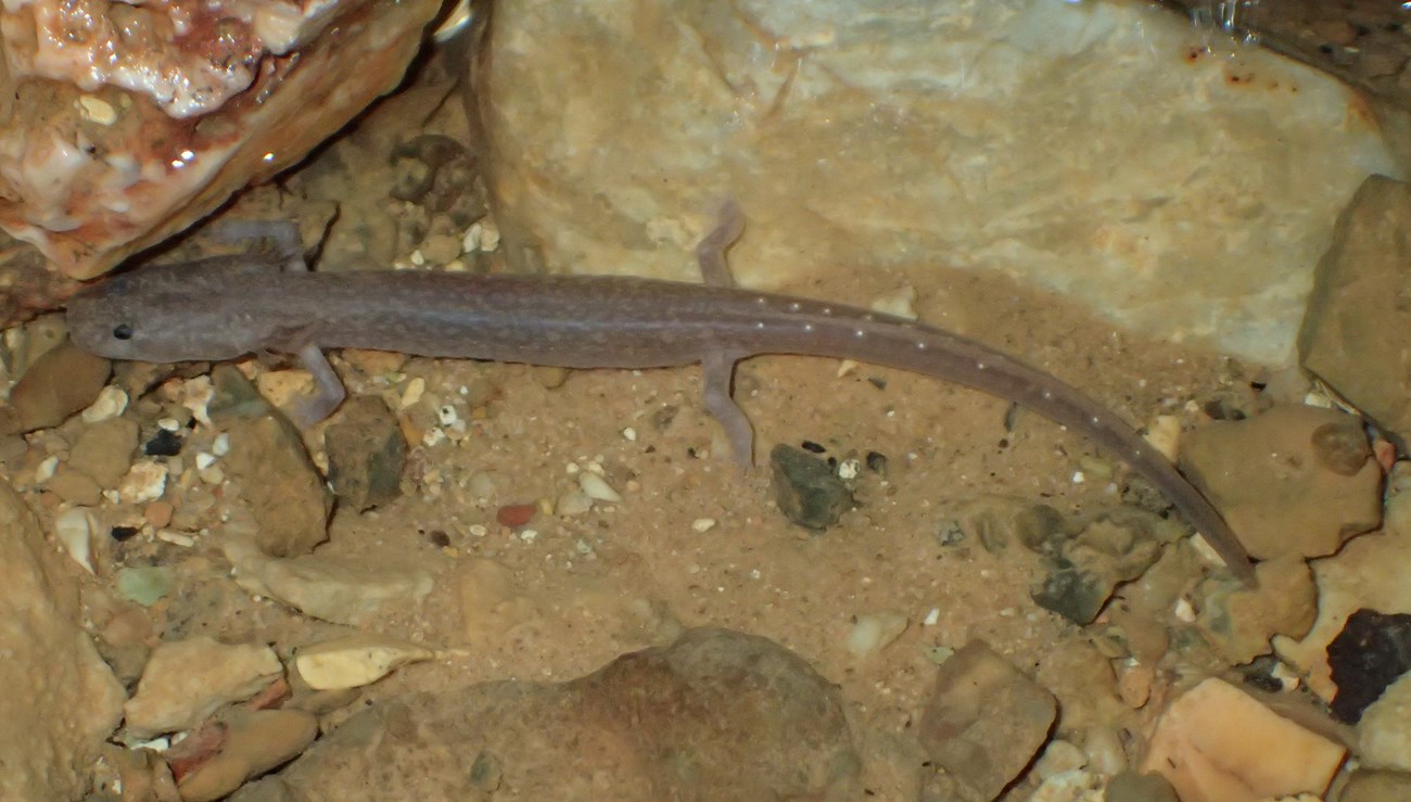 grotto salamander