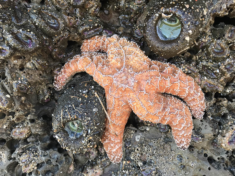 a biologist has collected data from 320 tidal pools