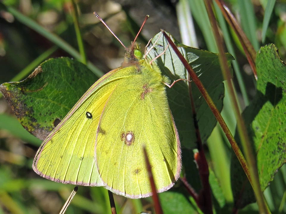 Orange sulphur Ventral view of a greenish-yellow butterfly perched on a leaf