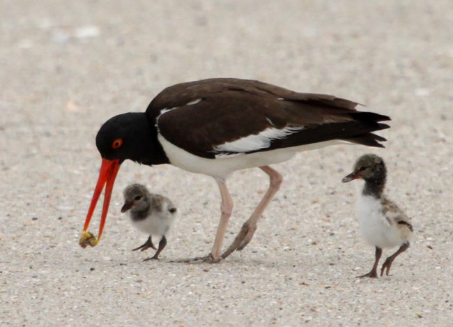 American Oystercatcher with chicks