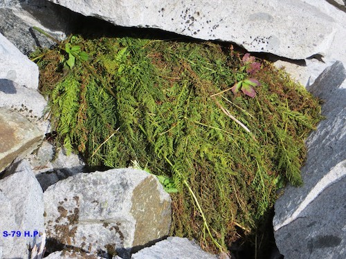 Pika Haypile A pile of vegetation tucked between several boulders.