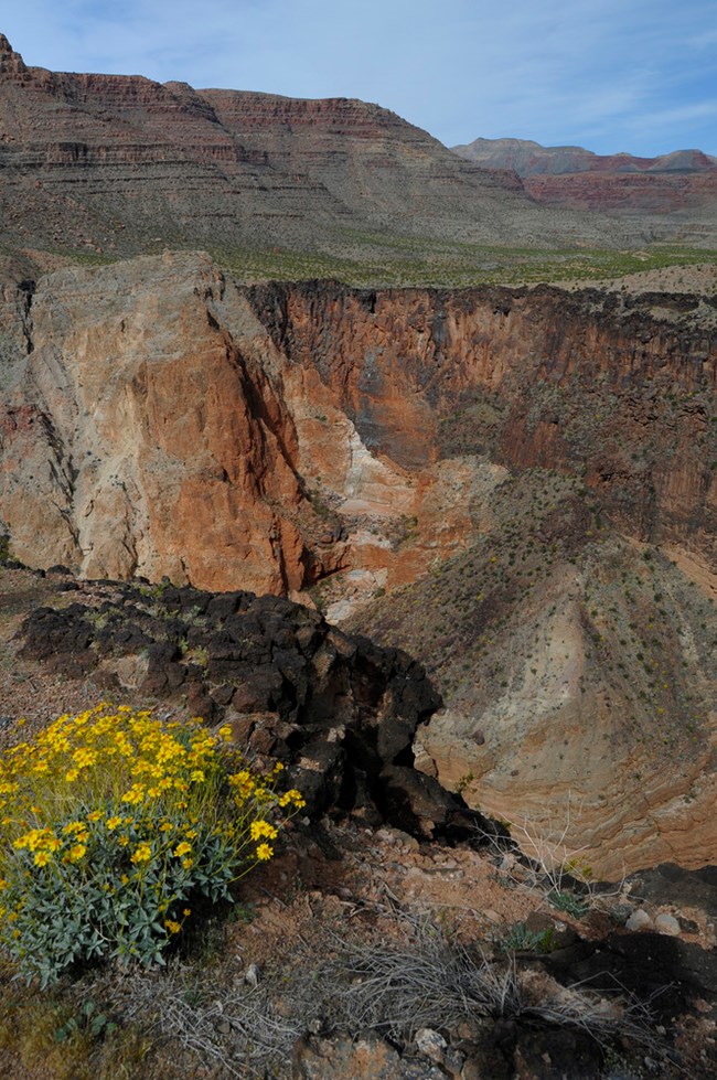 PARA Whitmore Canyon canyon and flowers