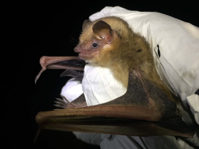 A tri-colored bat being held by a biologist.