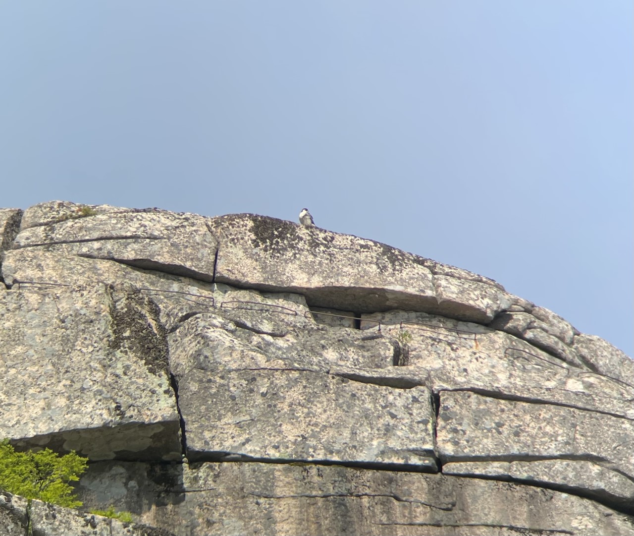 Raising Peregrine Falcon Chicks is a Real Cliff-hanger