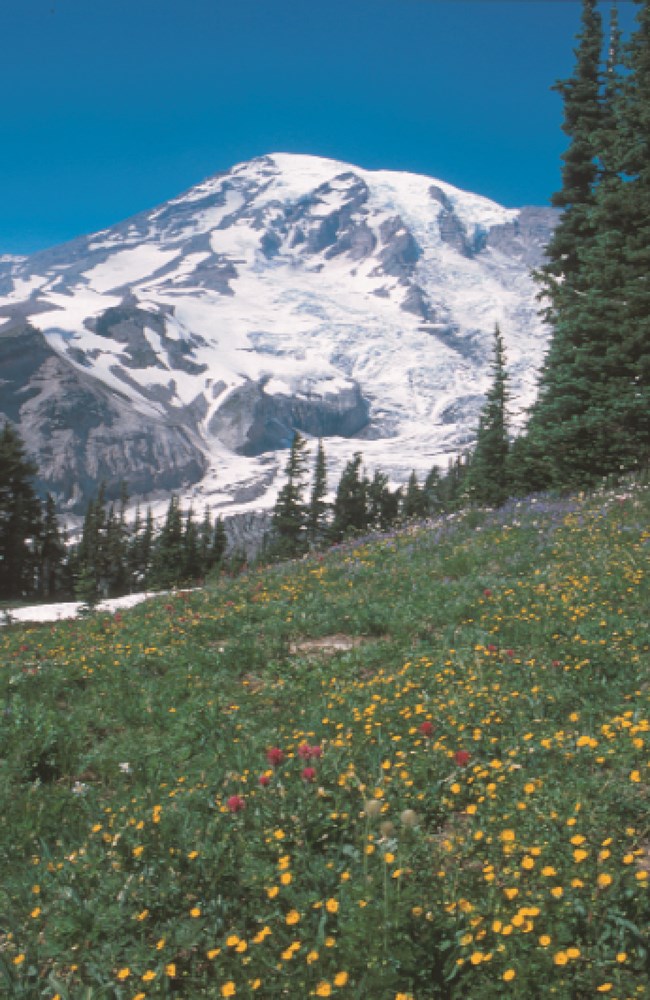 meadow flowers with glaciated peak in the distance