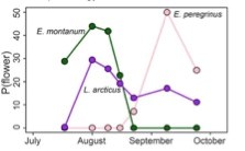 Flower Probability1 A line graph showing the probability of seeing three different kinds of flowers during different points in the summer