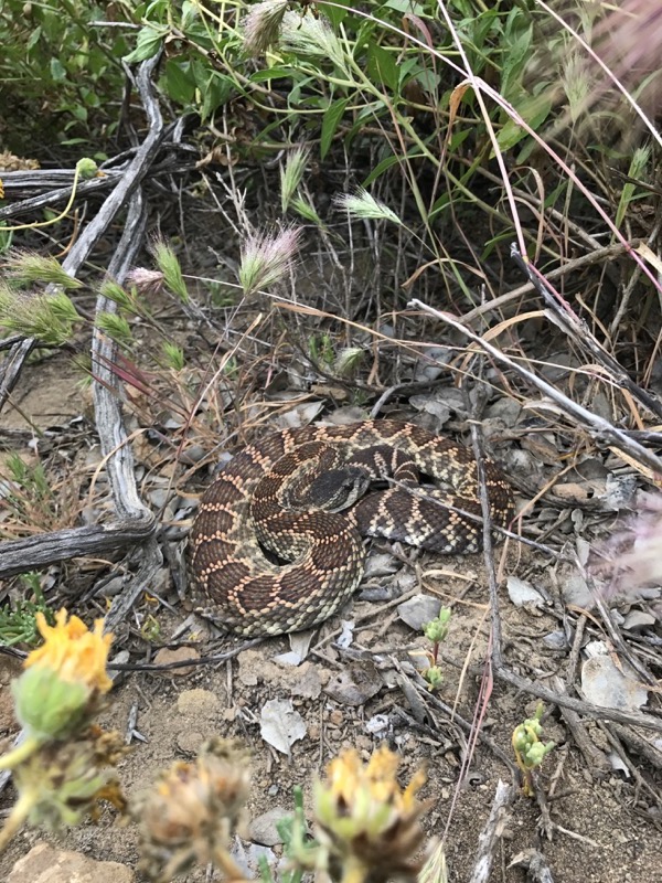 southern pacific rattlesnake with mouth open