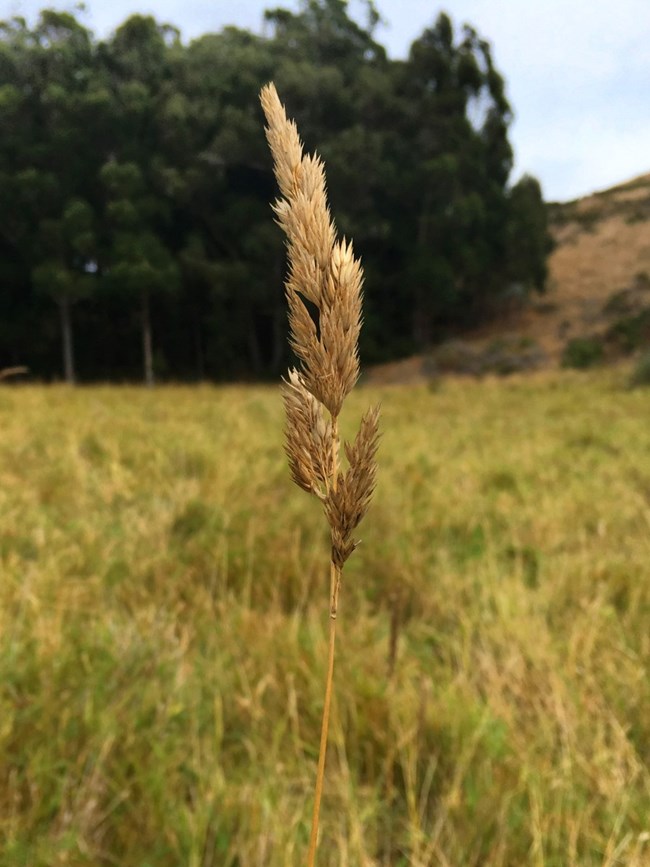 Reed canary grass inflorescence, and dense monoculture in background.