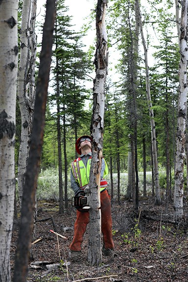 A male firefighter with a yellow safety vest and hardhat looks upward before making a final cut to a hazard tree.