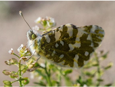 Island marble butterfly A small marbled yellow, white, and black fuzzy butterfly with yellow-green eyes and an antennae sits on a thin green plant with budding white flowers.