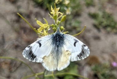 IMB on host plant A small butterfly perched on a plant with its wings flat. The wings are white with black and pale yellow markings.