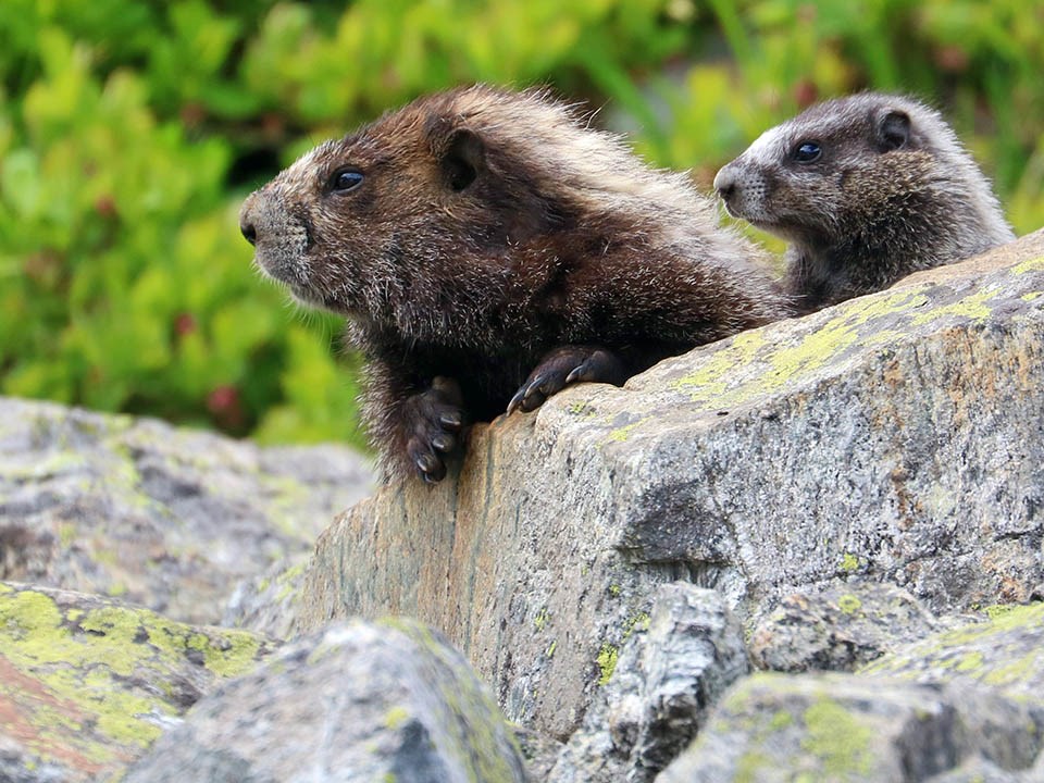 A larger marmot and a smaller marmot looking out from behind a rock