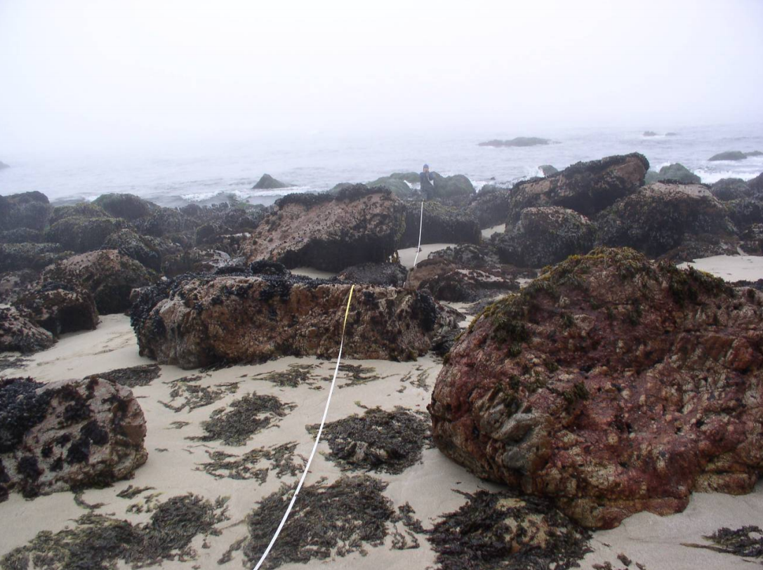 A biologist surveys the rocky intertidal zone at Point Reyes.