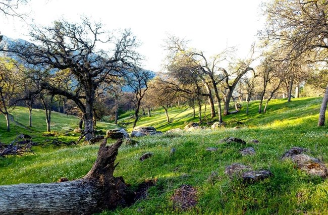 Wildflower grass carpets canyon ground with outcroppings of rock and trees in Sequoia and Kings Canyon National Park.