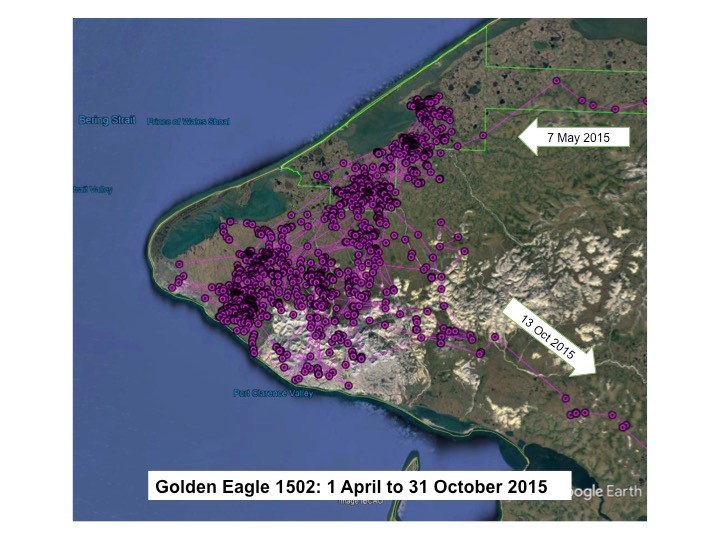 Summer Movements Of Female Golden Eagle 1502 At The