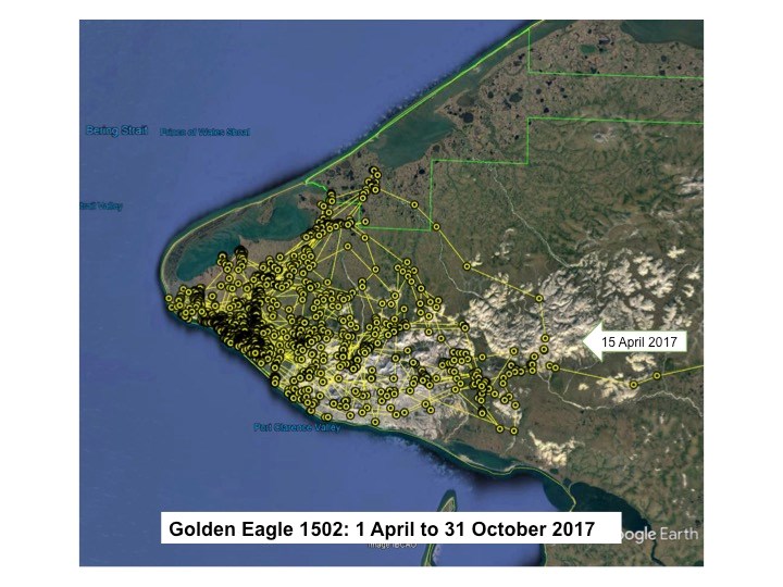 Map of Golden Eagle 1502 locations on the Seward Peninsula from 1 April to 31 October 2016.  One arrow labeled 9 May 2016 indicates the eagle’s arrival to the general area.