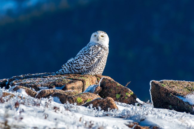 Snowy Owl sitting on a rocky outcrop on top of a snowy mountain