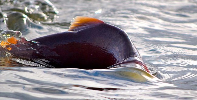 A dark red salmon swims through shallow water to spawn.