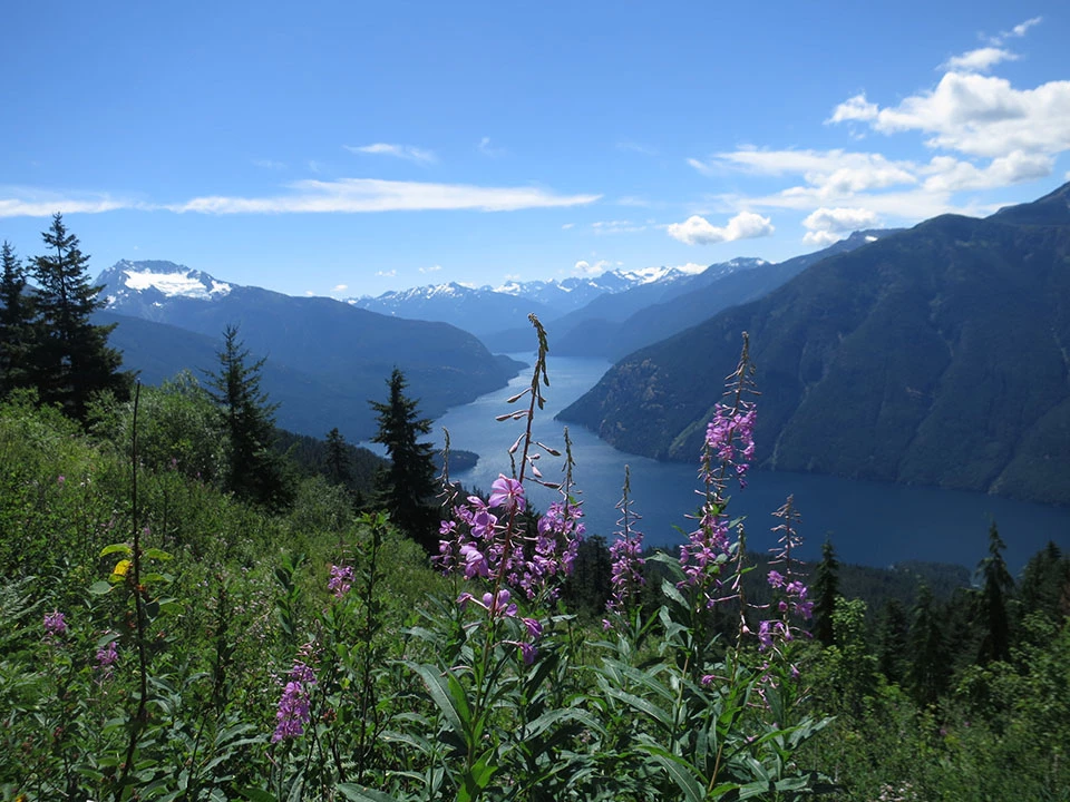 Subalpine meadow Flowers in a subalpine meadow overlooking mountains and a lake