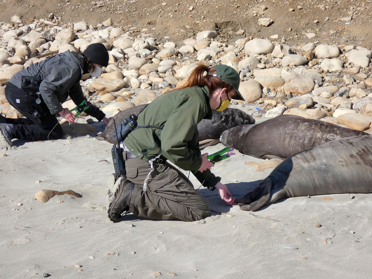 Two park researchers kneel behind seal pups before applying tags to their hind-flippers.