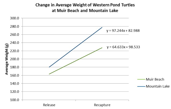 Line graph showing that turtles released at Mountain Lake grew faster than those released at Muir Beach