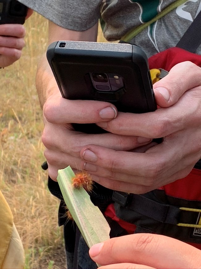 Citizen science in action Close up of a phone in person's hand