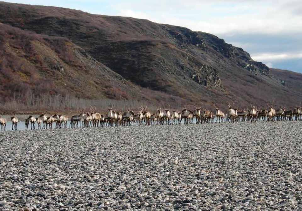 arctic caribou migration