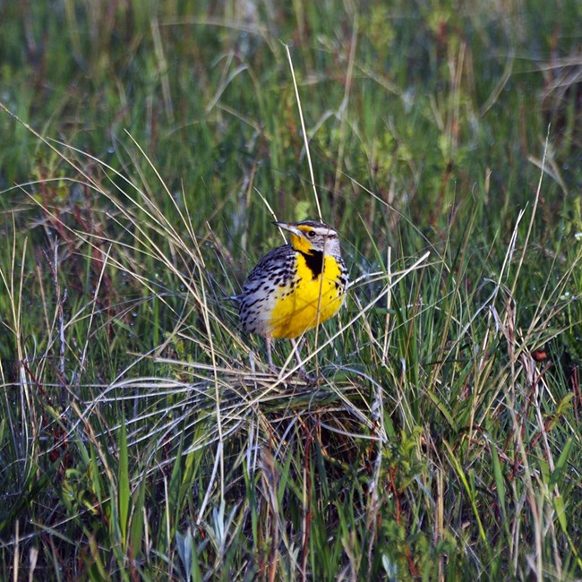 A yellow-breasted bird with black and white striped wing feathers and a black bib sitting on grass tufts.