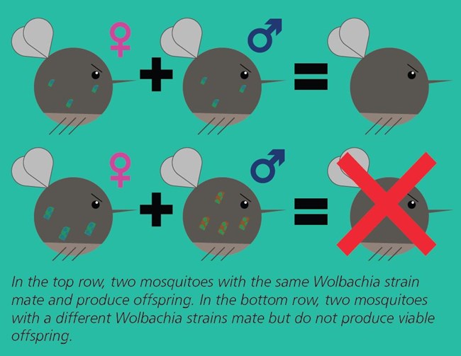Graphic depicting mosquitoes with Wolbachia with plus and equal symbols to show how the bacteria prevents successful reproduction