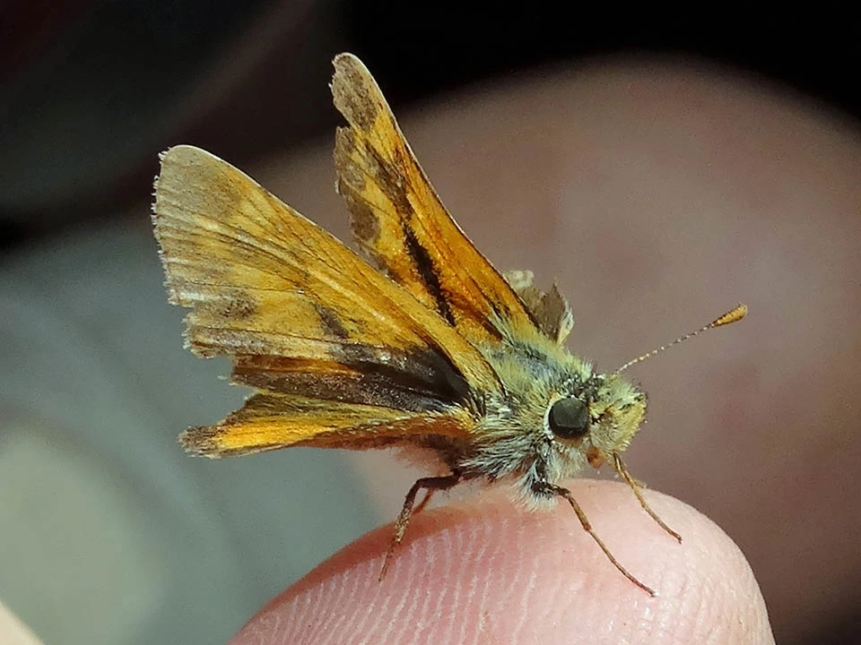Woodland skipper Dorsal side of a woodland skipper perched on a fingertip