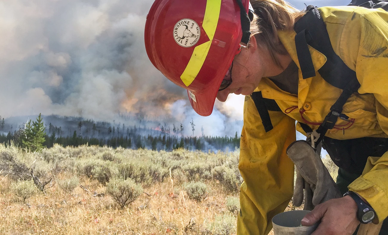 A member of the Yellowstone wildland fire module collects seeds as the Maple Fire burns. A firefighter leans over with a cup in her hand in a sagebrush flat while a wildfire burns in the forest in the distance.