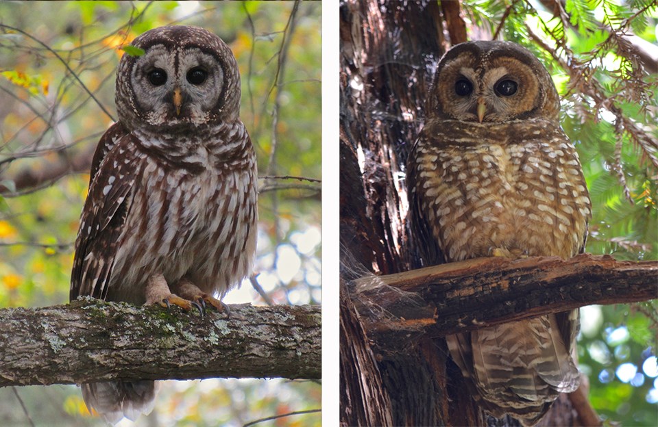 barred-owls-in-marin-county-u-s-national-park-service