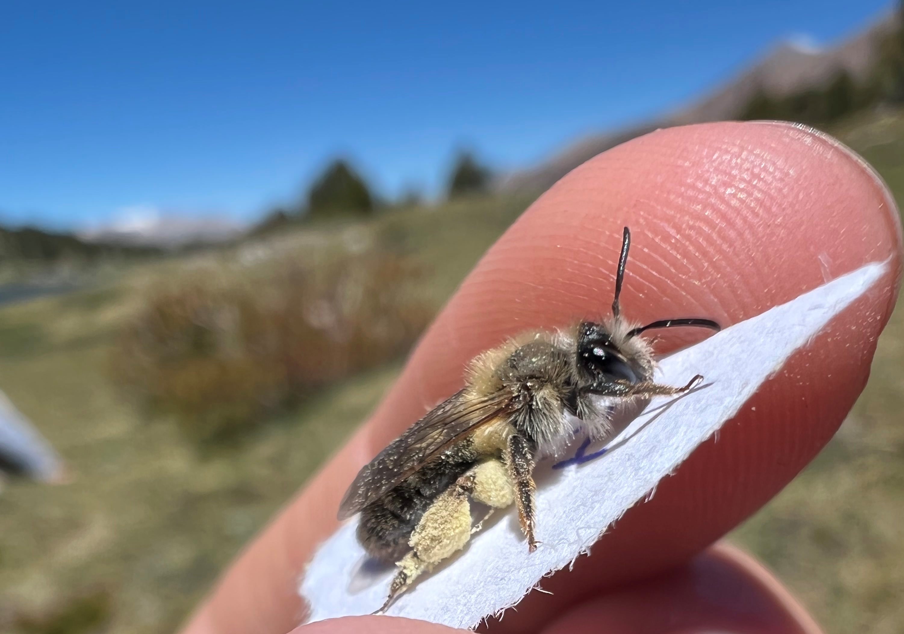 Sciencedeskdigs: Bees (U.S. National Park Service)