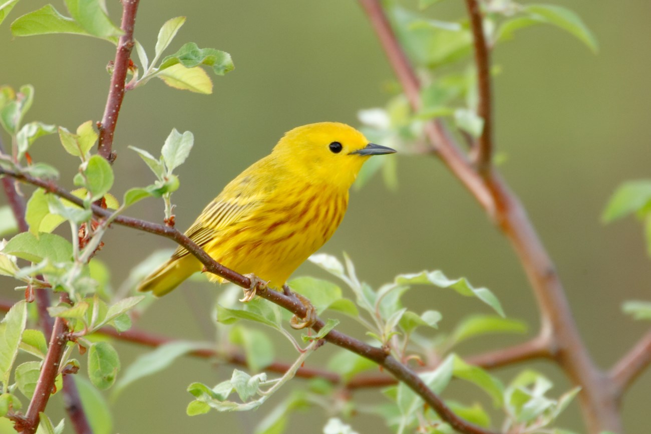 a yellow warbler perched in a tree
