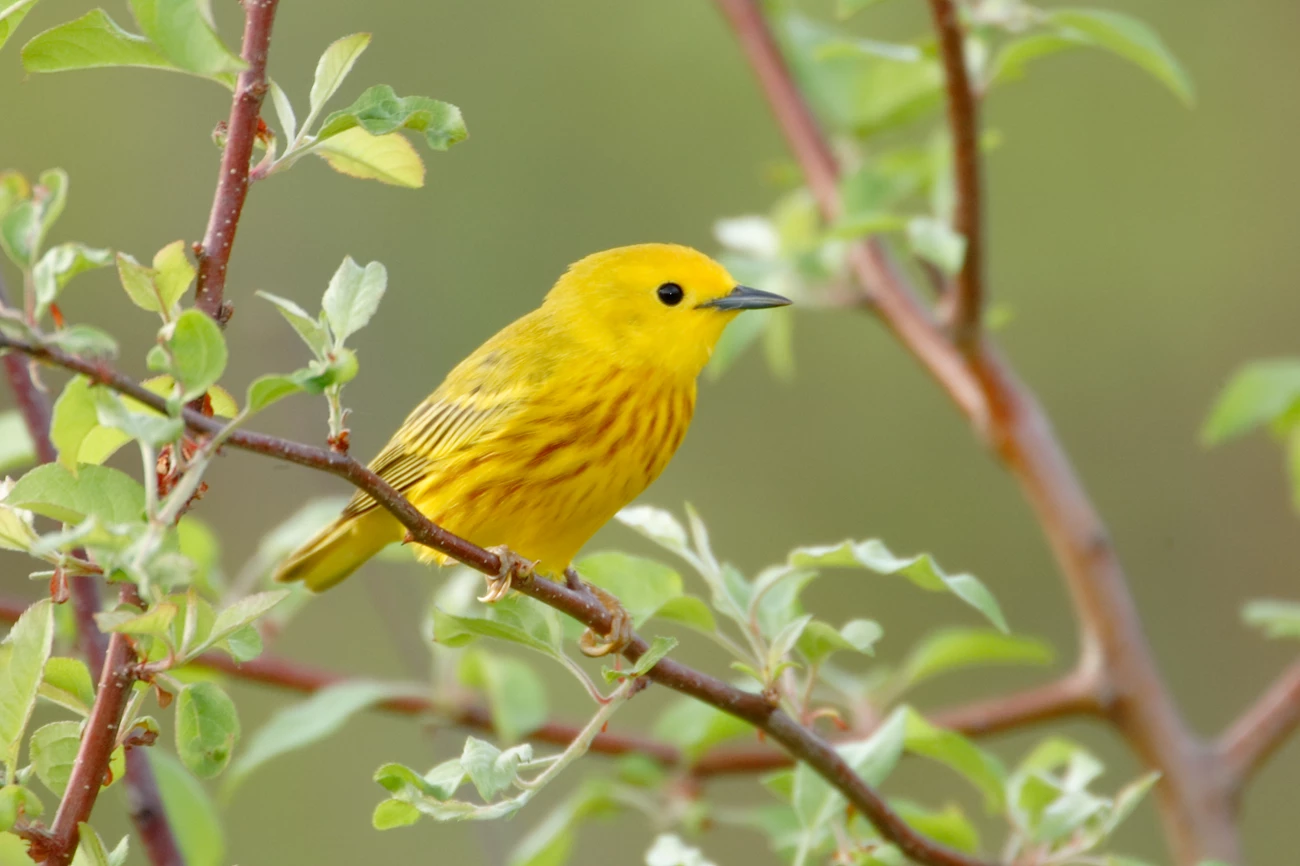 Yellow Warbler Migration a yellow warbler perched in a tree