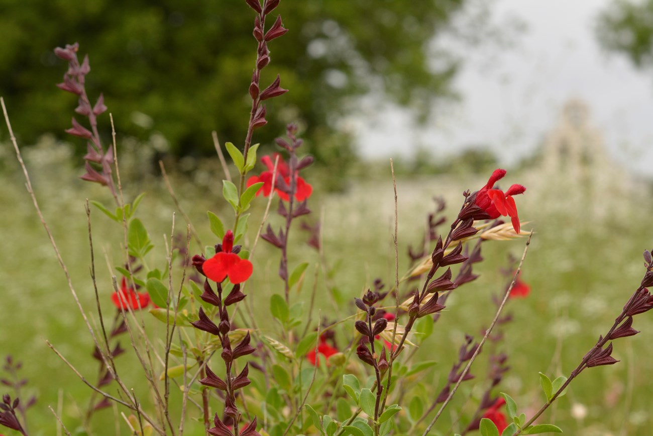 red wildflowers grow in the pollinator garden, with a view of the san juan church in the background