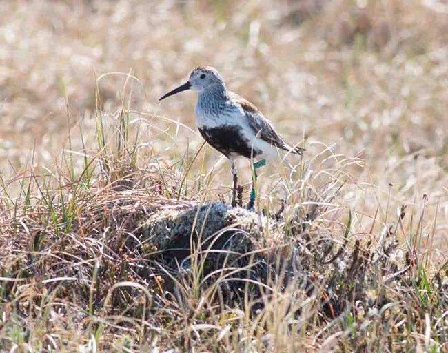 A Dunlin, with a leg band (likely to track migration) rests on the Arctic tundrra.