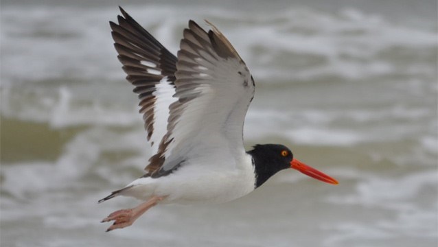 American Oystercatcher Flying Over The Surf